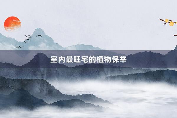 室内最旺宅的植物保举